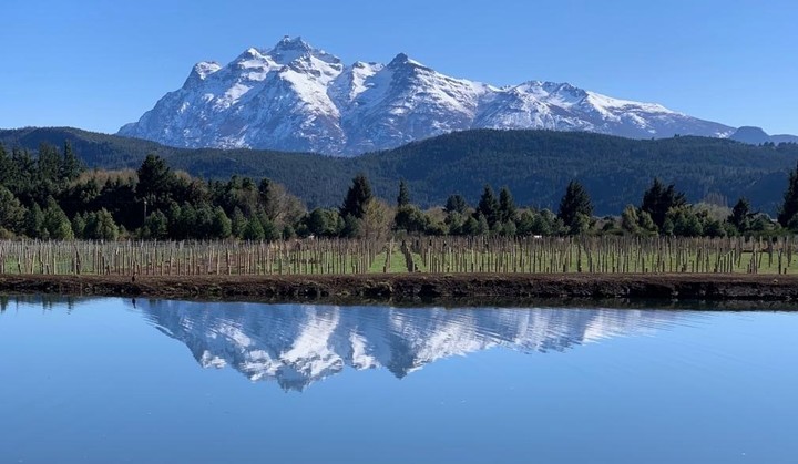 Vinos de la Patagonia argentina: por qué son cada vez más y mejores