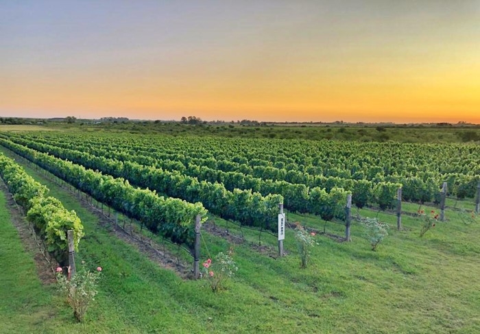 La Argentina vitivinícola cada vez más diversa de punta a punta