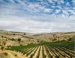 España: Así utilizan la inteligencia artificial en los viñedos para mejorar la producción y calidad de la cosecha