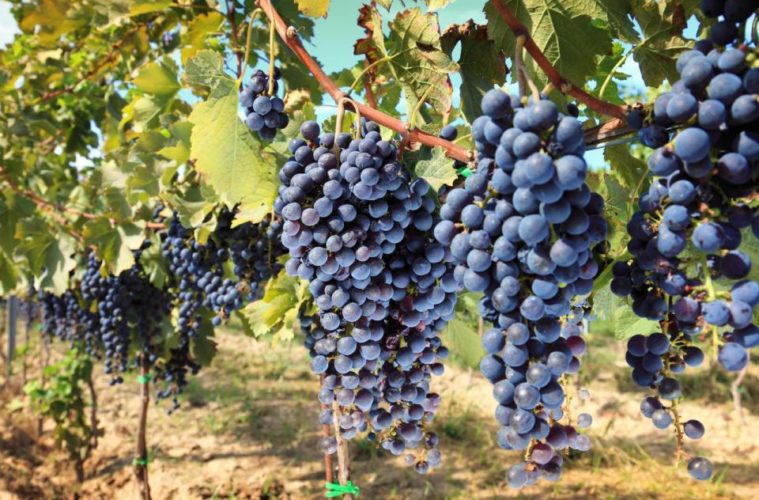 Aseguran que en La Pampa se puede elaborar vinos que compitan con los mejores del país