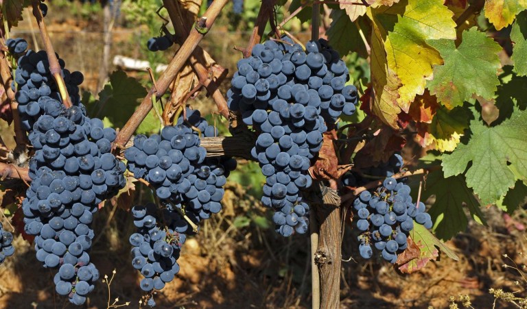 Francia congela vides para conservar el origen del vino por la amenaza del cambio climático